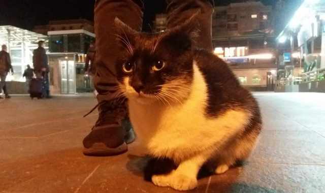 Bari, la storia di Batman e Felix: i due gattini adottati dai ferrovieri della Stazione